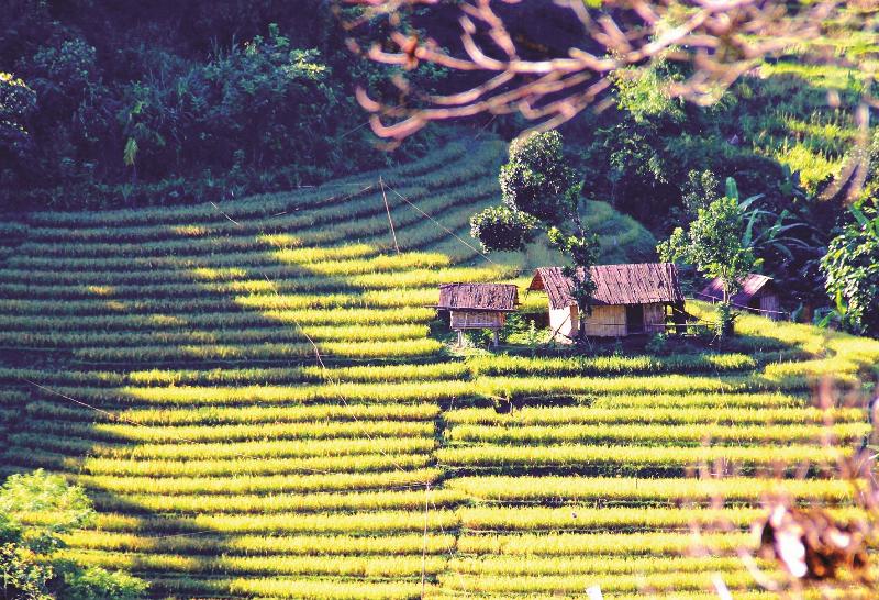 Cánh đồng lúa chín vàng ruộm dưới ánh nắng chiều