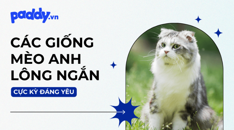 Mèo Anh lông ngắn với bộ lông xám xanh đang nằm thư giãn trên thảm, vẻ mặt hiền lành.