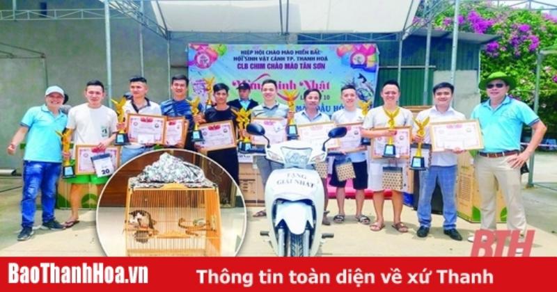 Ảnh chim chào mào đẹp lanh lợi với chiếc mào đặc trưng khoe sắc giữa thiên nhiên
