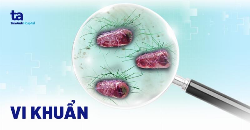 Biểu đồ hoặc hình minh họa đơn giản về các chủng lợi khuẩn phổ biến trong sữa chua uống, thể hiện sự đa dạng và lợi ích