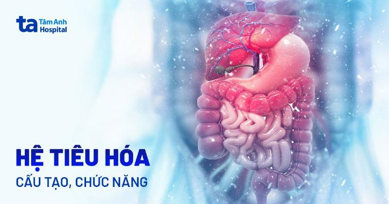 So do don gian he tieu hoa nguoi, mo ta qua trinh di chuyen cua keo cao su khong tieu hoa duoc