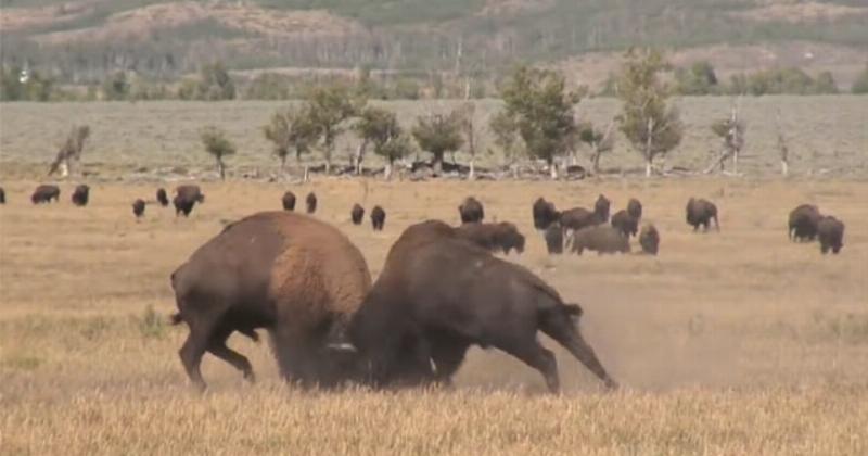 Hinh anh con trau My Bison voi bo long day dac khac biet so voi trau nuoc