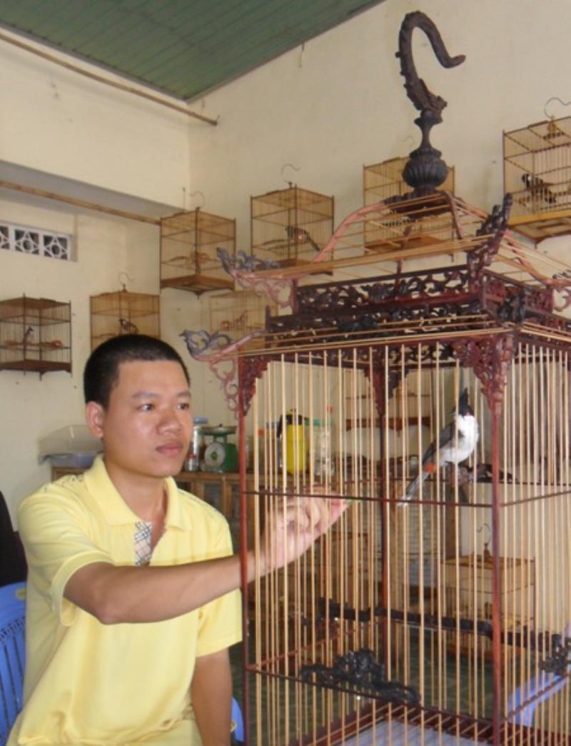 Khoảnh khắc chim chào mào tự nhiên đang tắm hoặc ăn trái cây, thể hiện tập tính sinh động