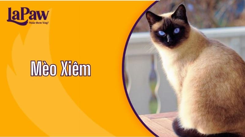 Hinh anh mot chu meo Xiem Seal Point voi doi mat xanh, minh hoa cac yeu to anh huong den meo xiem gia bao nhieu.