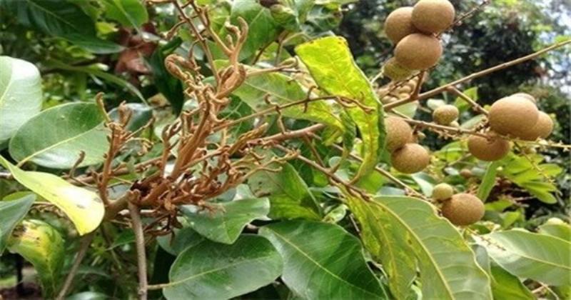 Hình ảnh minh họa những quả xoài non màu xanh mọc thành chùm trên cành lá xanh non