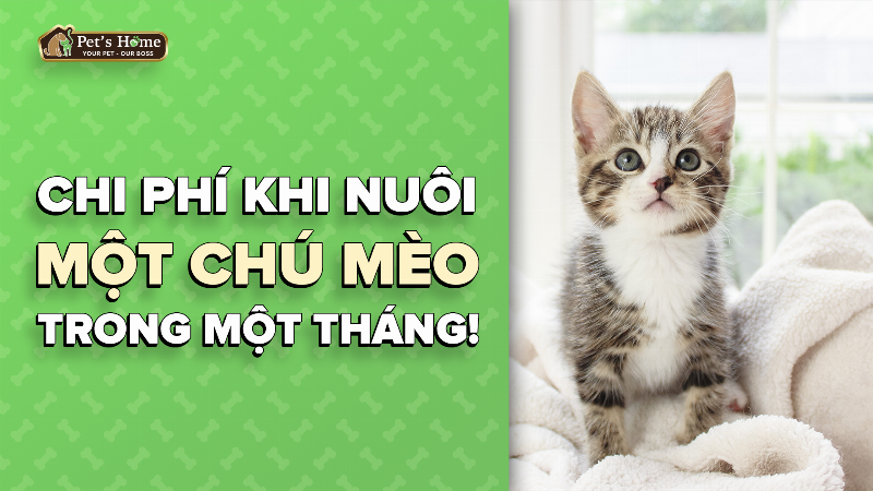 Các khoản chi phí phát sinh khi nuôi mèo Xiêm ngoài giá mua ban đầu