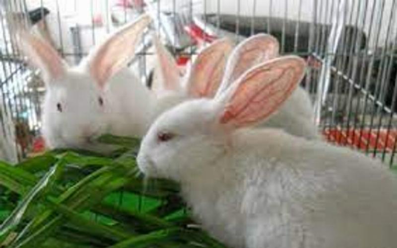 Ảnh ghép hoặc minh họa các loại thỏ khác nhau (thỏ nhà, thỏ rừng, thỏ angora...) để minh họa sự đa dạng