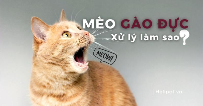 Hình ảnh mèo cái động dục và mèo đực tiếp cận, tìm hiểu lấy được nhau mèo có ý nghĩa gì