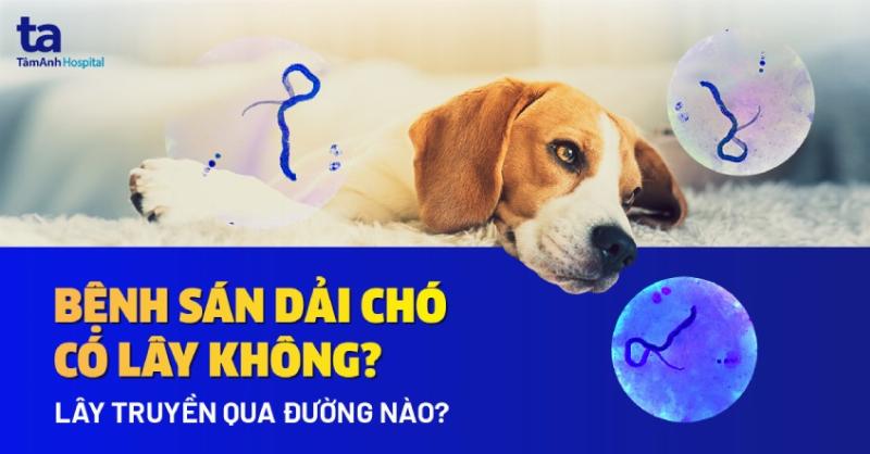 Mèo mẹ nằm cho đàn con bú, hình ảnh kết quả của quá trình sinh sản mèo và ý nghĩa vòng đời