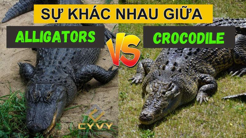 So sanh moi va rang giup ban phan biet ca sau va alligator