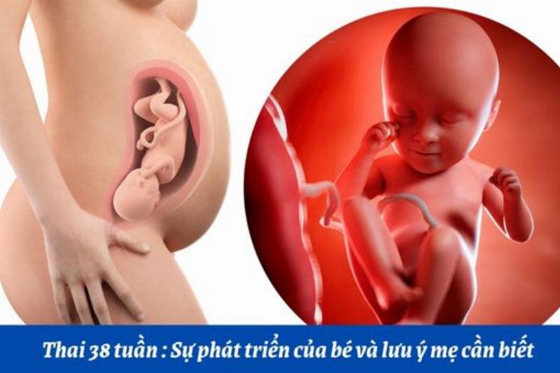 Thai nhi 38 tuần phát triển như thế nào trong bụng mẹ, sẵn sàng chào đời