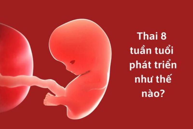 Hình ảnh minh họa một mẹ bầu đang lướt điện thoại hoặc máy tính bảng, tìm kiếm thông tin về dinh dưỡng, với các loại trái cây tươi xung quanh, thể hiện quá trình tìm hiểu và giải đáp thắc mắc về chế độ ăn uống. 