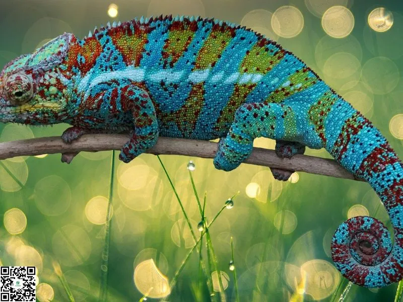 Giải mã ý nghĩa tắc kè kêu 10 tiếng