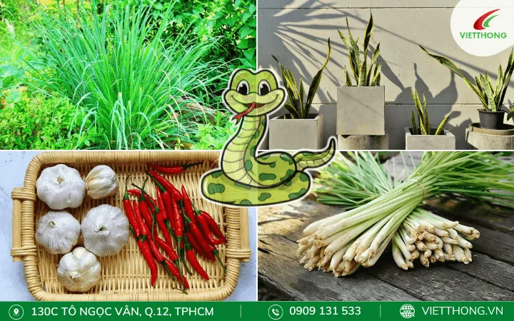 Phương pháp đuổi rắn hiệu quả và an toàn