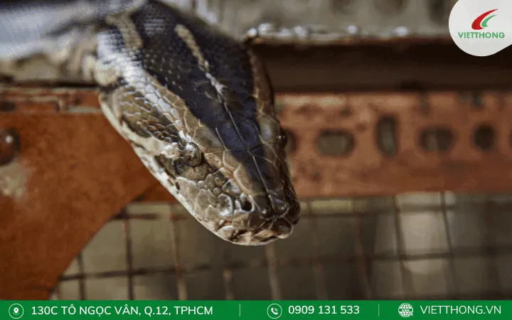 Rắn tìm đường vào nhà để trú ngụ