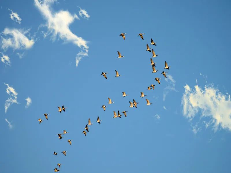 Kinh nghiệm dân gian giúp xác định hướng Sáng tạo và thú vị