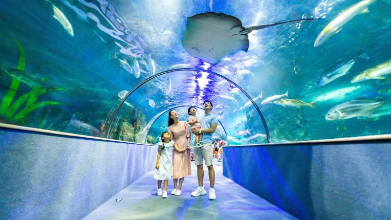 Một em bé đang thích thú ngắm nhìn bể cá nhỏ hoặc khu trưng bày tại thủy cung Times City