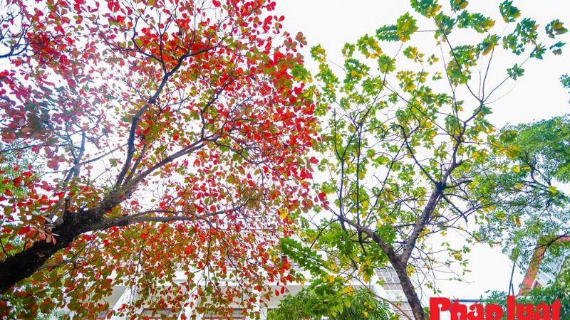 Cận cảnh lá cây bàng đổi màu vàng đỏ vào mùa thu đông, nét đặc trưng trong văn tả cây bàng lớp 4