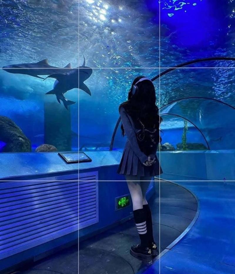 Ngắm nhìn các loài cá nhiệt đới đủ màu sắc bơi lội giữa rạn san hô tại thủy cung Times City