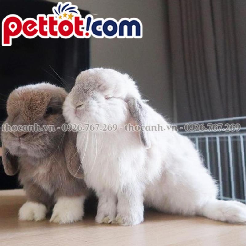 Hình ảnh một người đang chăm sóc hoặc cho thỏ cảnh ăn cỏ khô, minh họa cho phần hướng dẫn chăm sóc thỏ