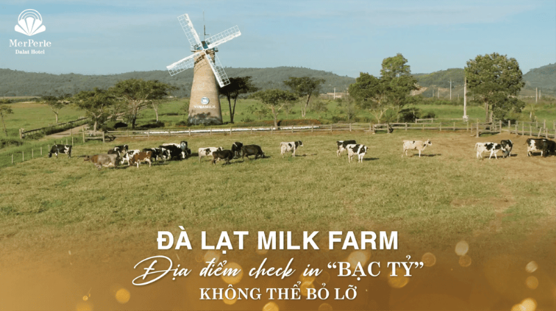 Hình ảnh trang trại bò sữa trên cao nguyên Đà Lạt, nơi sản xuất sữa Đà Lạt Milk chất lượng cao