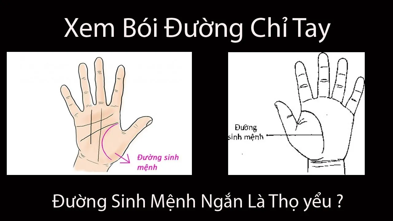 Hình ảnh minh họa vị trí và khái niệm chung về đường chỉ tay Sinh Đạo hay đường chỉ tay chết sớm trên lòng bàn tay