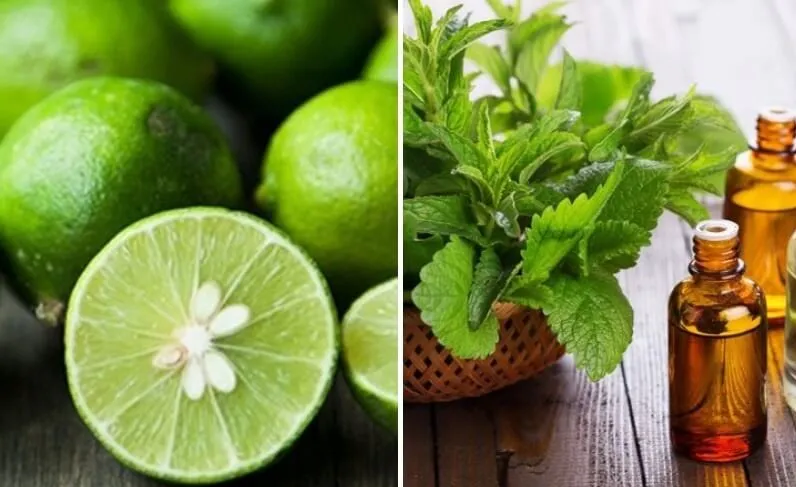 Dung dịch tự nhiên làm từ chanh và bạc hà trong bình xịt, một phương pháp đuổi bồ hóng an toàn và thân thiện môi trường.
