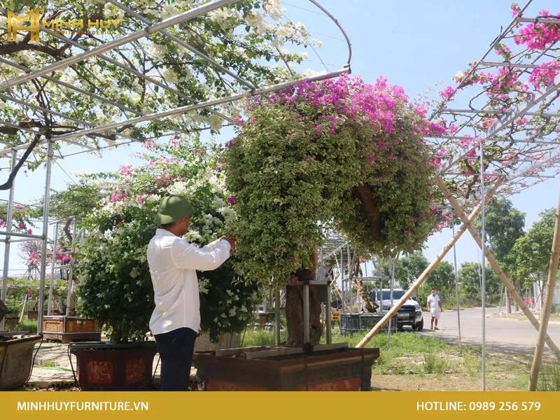 Minh Huy Furniture chuyên gia công khung sắt giàn hoa