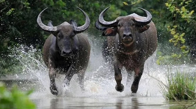 Hình ảnh minh họa con trâu biểu tượng của người tuổi Sửu