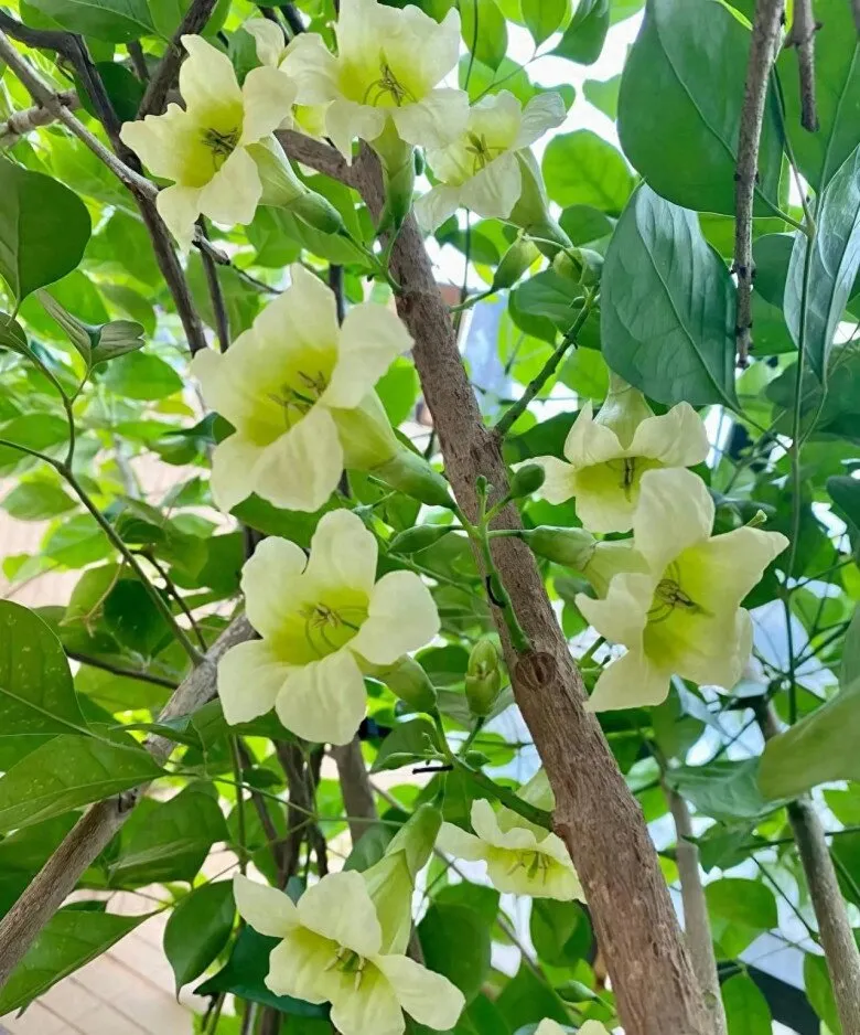 Cây hạnh phúc với những bông hoa nhỏ xinh, mang ý nghĩa điềm lành