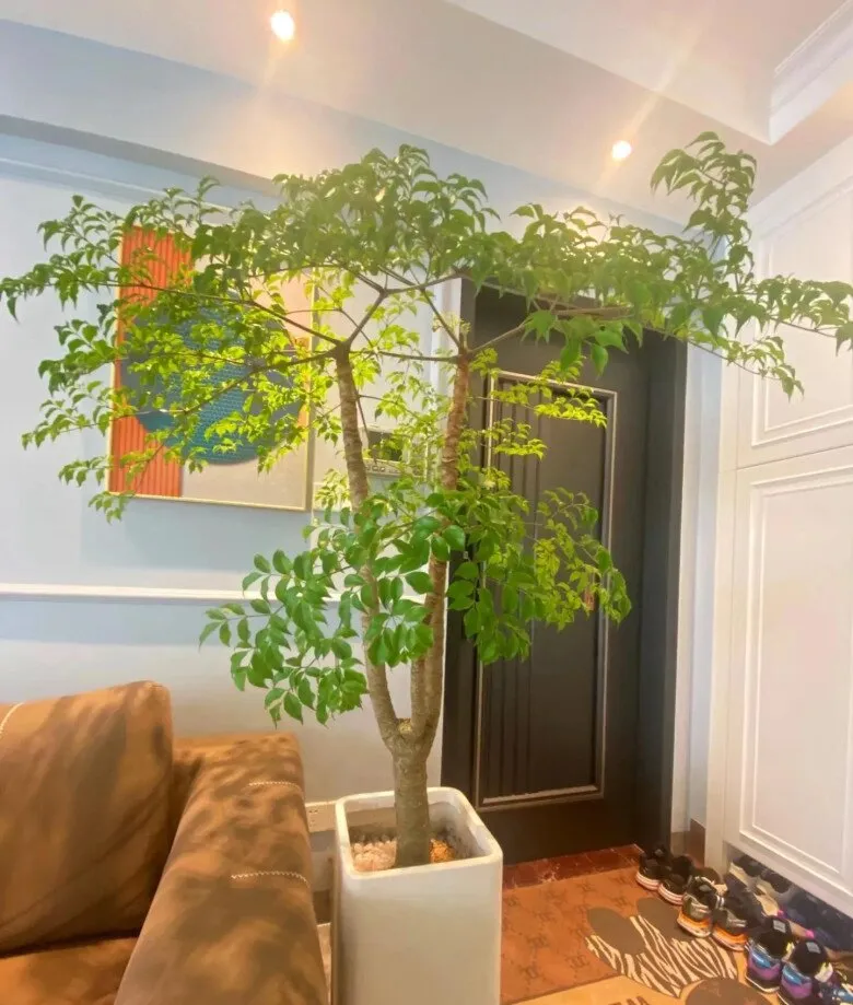 Cây hạnh phúc cần được trồng trong chậu lớn và chăm sóc đúng cách