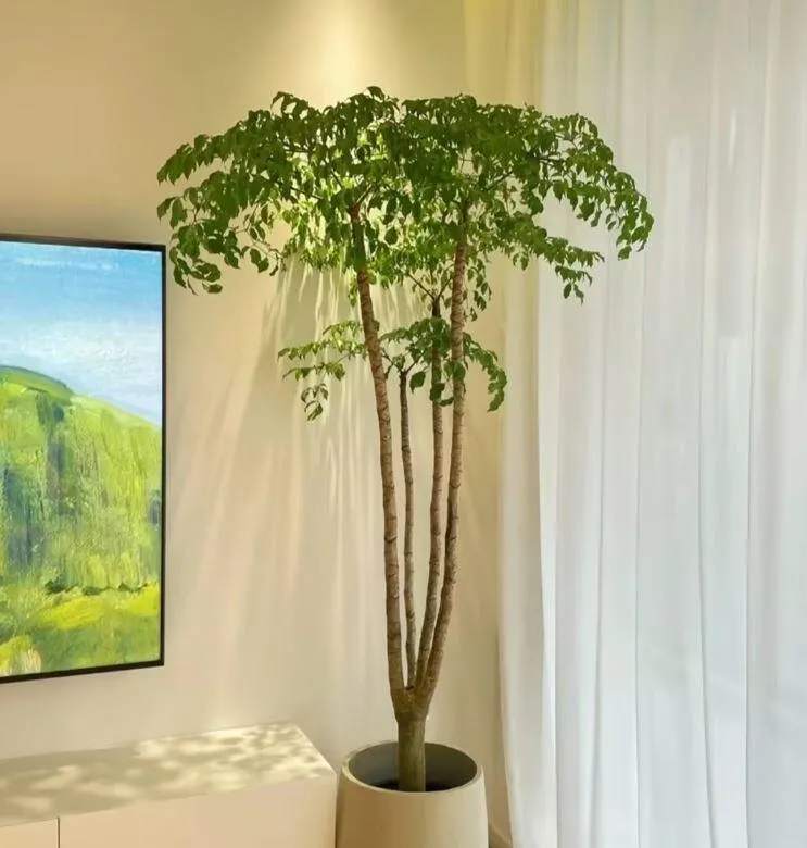 Vị trí đặt cây hạnh phúc cần thoáng mát, tránh nắng gắt trực tiếp