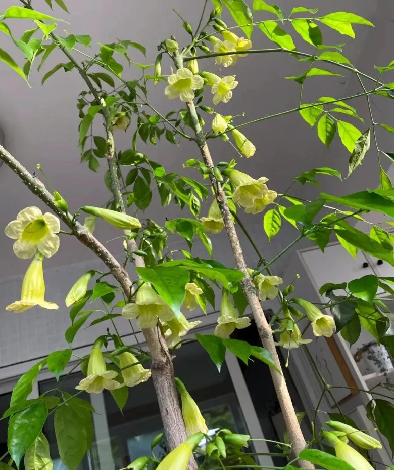 Bón phân lân và kali giúp kích thích cây hạnh phúc ra hoa hiệu quả