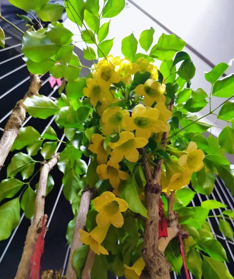 Kiểm soát lượng nước tưới và độ ẩm phù hợp cho cây hạnh phúc